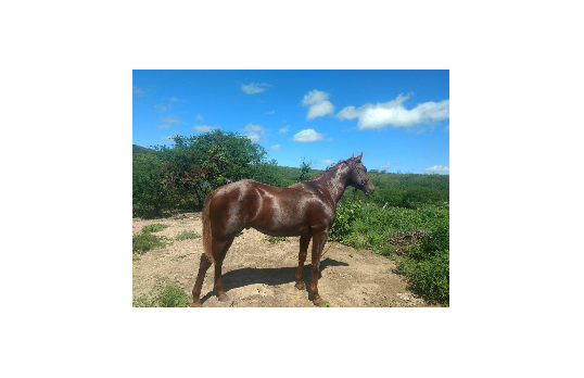 SUCESSOR HOLAND DASH